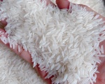 Gạo Ong Biển được canh tác theo quy trình công nghệ Ong Biển